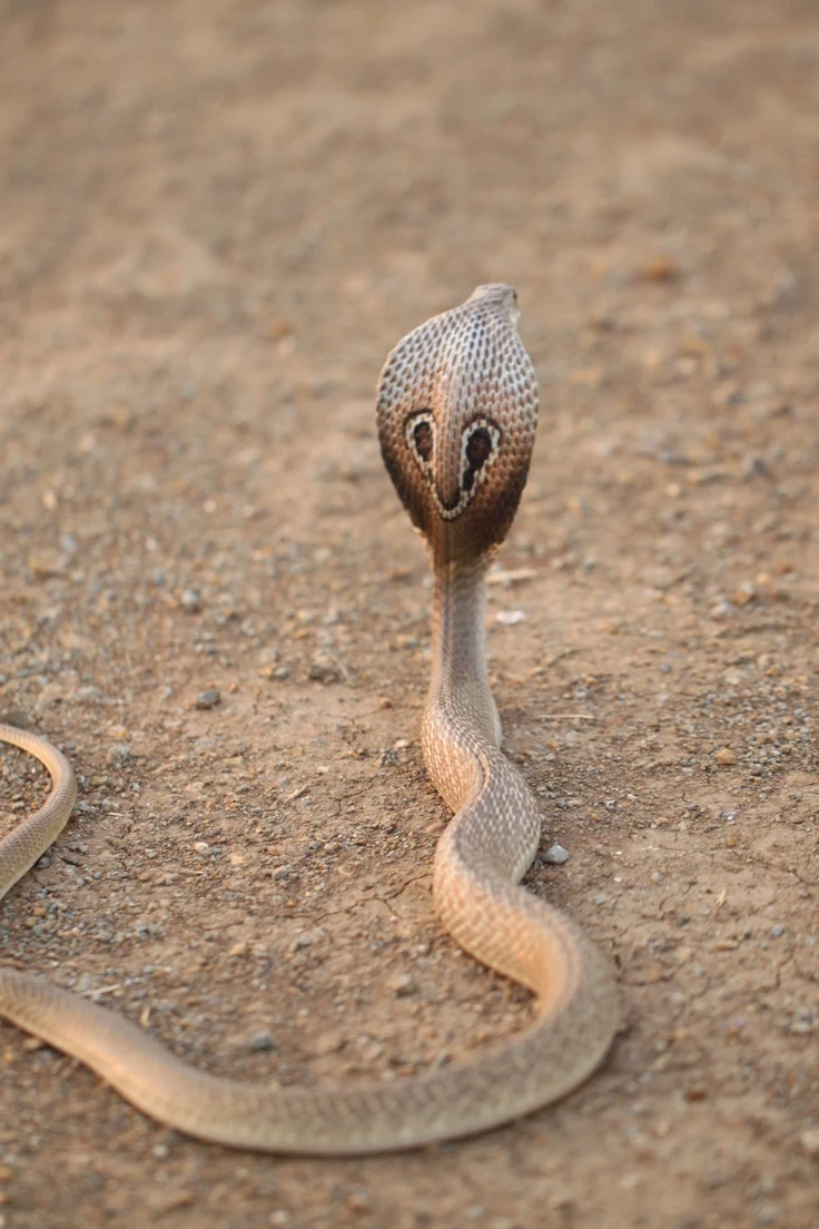 Indian Cobra