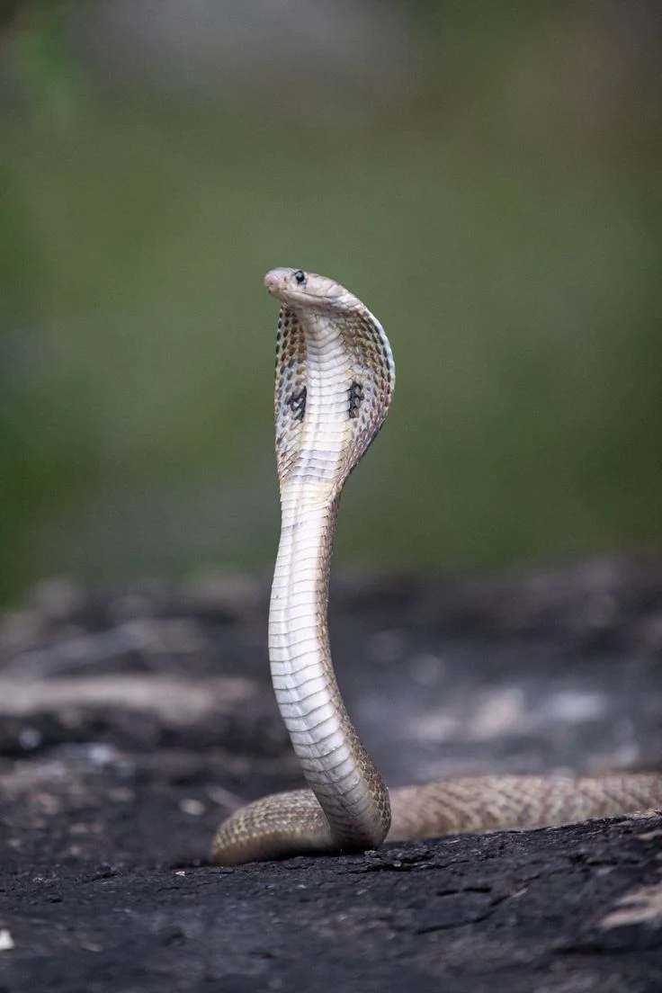 Indian Cobra