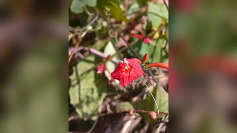 लाल जंगली बेल का फूल | Red Wild Creeper Flower (Ipomoea hederifolia)