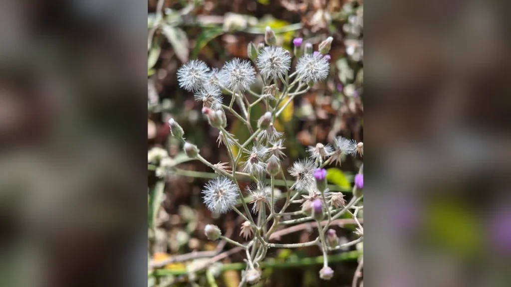 सहदेवी का जंगली फूल | White Fluffy Wild Flower