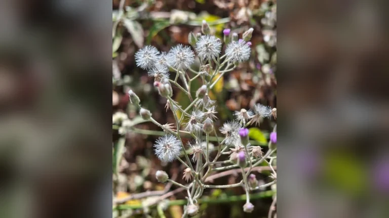 सहदेवी का जंगली फूल | White Fluffy Wild Flower