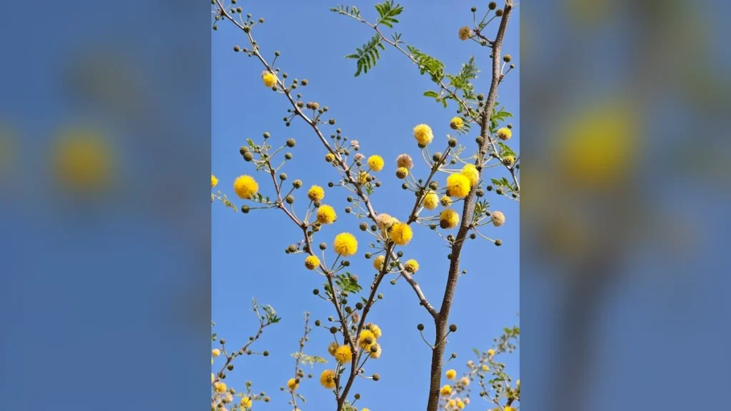 बबूल का फूल Babool Flower / Acacia Flower