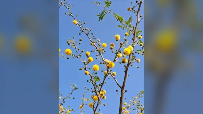 babool flower image, acacia nilotica flower, yellow ball flower tree, babool tree flower close up, acacia yellow puff flower, jungle babool flower, बबूल का फूल, कीकर का फूल, जंगली बबूल फूल, forest yellow flower tree india