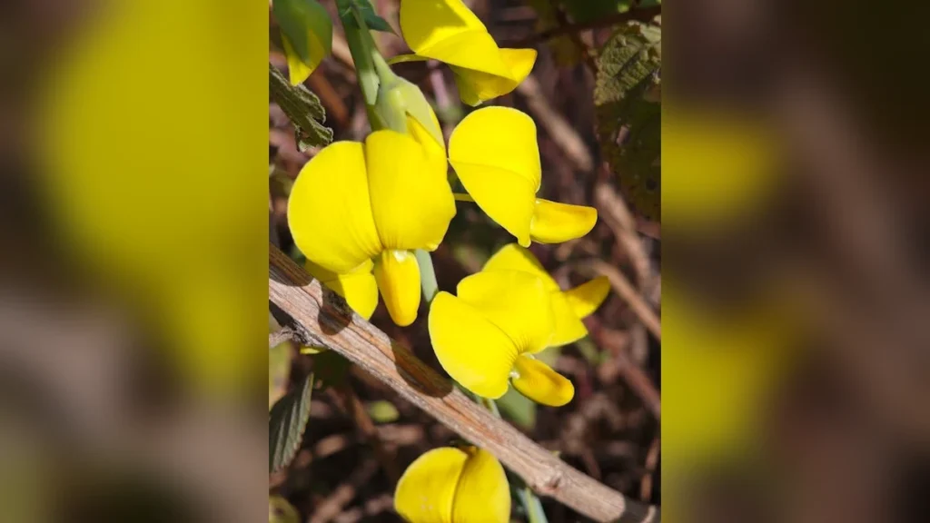 जंगली सनई का पीला फूल | Yellow Wild Flower (Crotalaria Flower)