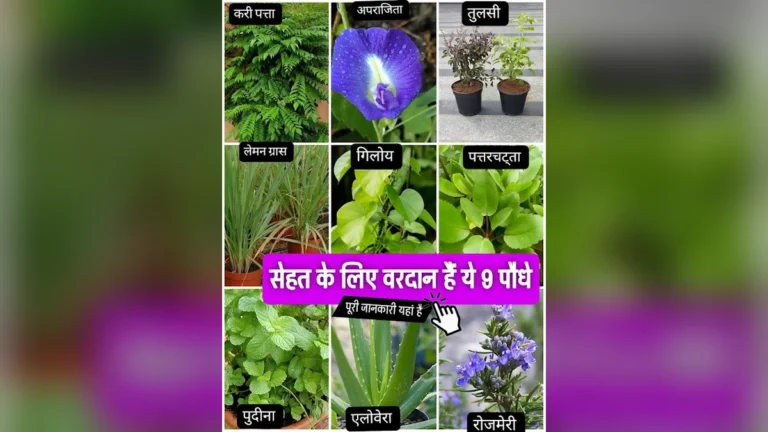 सेहत के लिए वरदान हैं ये 9 औषधीय पौधे | Medicinal Plants in Hindi