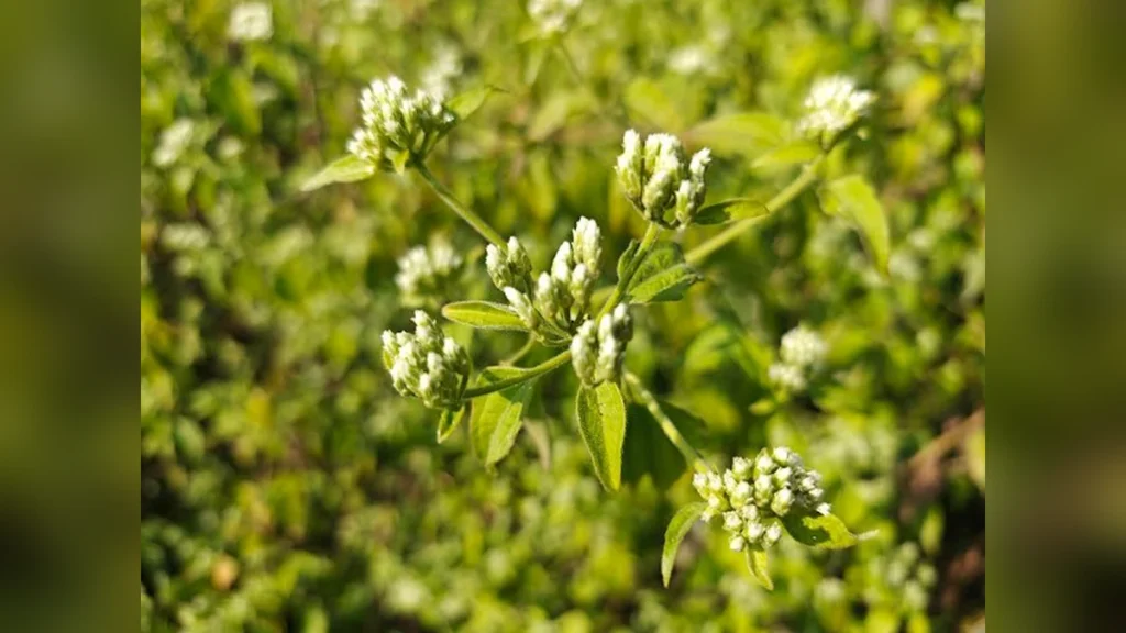 कुप्पी घास (Chromolaena Odorata) की पहचान, औषधीय उपयोग और फायदों के बारे में जानें।