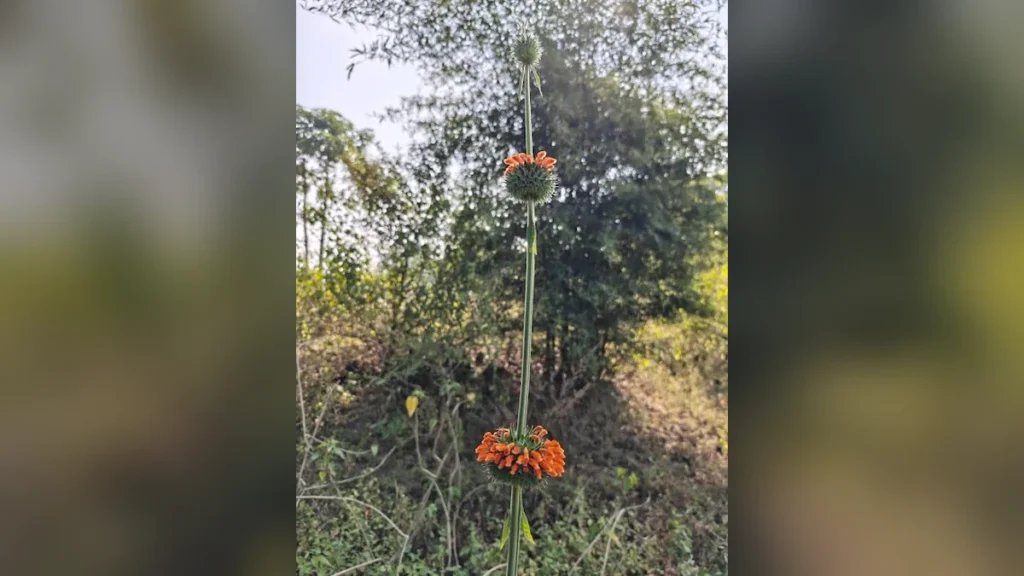 सिंहपुष्प (Lion’s Ear Plant) Leonotis Nepetifolia: पहचान, औषधीय गुण और उपयोग का संपूर्ण मार्गदर्शक
