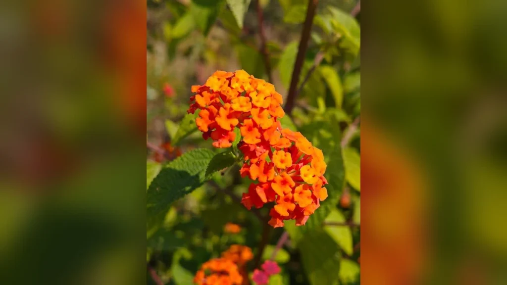 Lantana Camara: जहरीली झाड़ी या काम की औषधि? जानें कड़वा सच