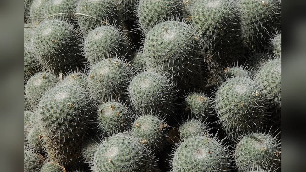 घमौरियों में क्या लगाएं ये 7 उपाए दूर कर देंगें आपकी घमौरियां | Prickly Heat Ghamoriya ka ilaj