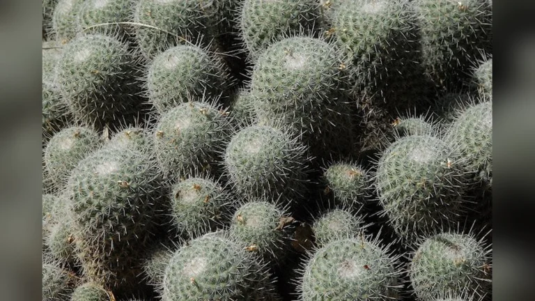 घमौरियों में क्या लगाएं ये 7 उपाए दूर कर देंगें आपकी घमौरियां | Prickly Heat Ghamoriya ka ilaj