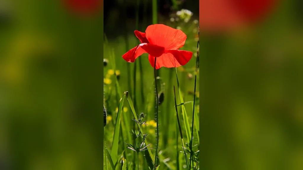 फूल वाले वालपेपर | Phool wale wallpaper download
