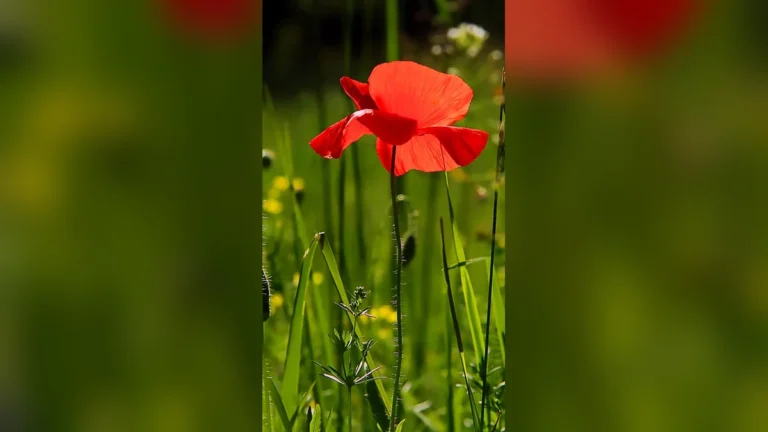 फूल वाले वालपेपर | Phool wale wallpaper download