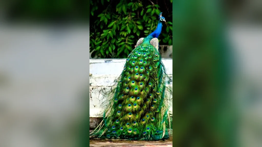 मोर वॉलपेपर फोटो डाउनलोड | Peacock wallpaper hd for mobile