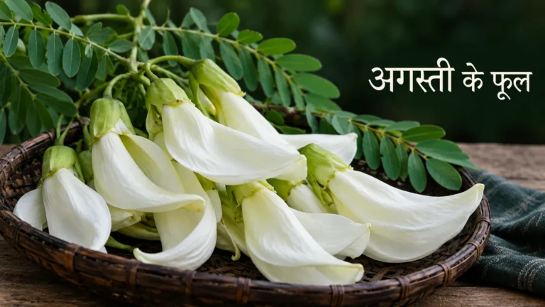 अगस्ती के फूल की प्रतीकात्मक तस्वीर; पौधे की पहचान स्थानीय जानकार से पक्की करें।