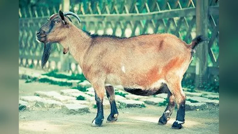 ‘बकरी के दूध’ से होने वाले 6 फायदे | Bakri ke dhoodh ke fayde