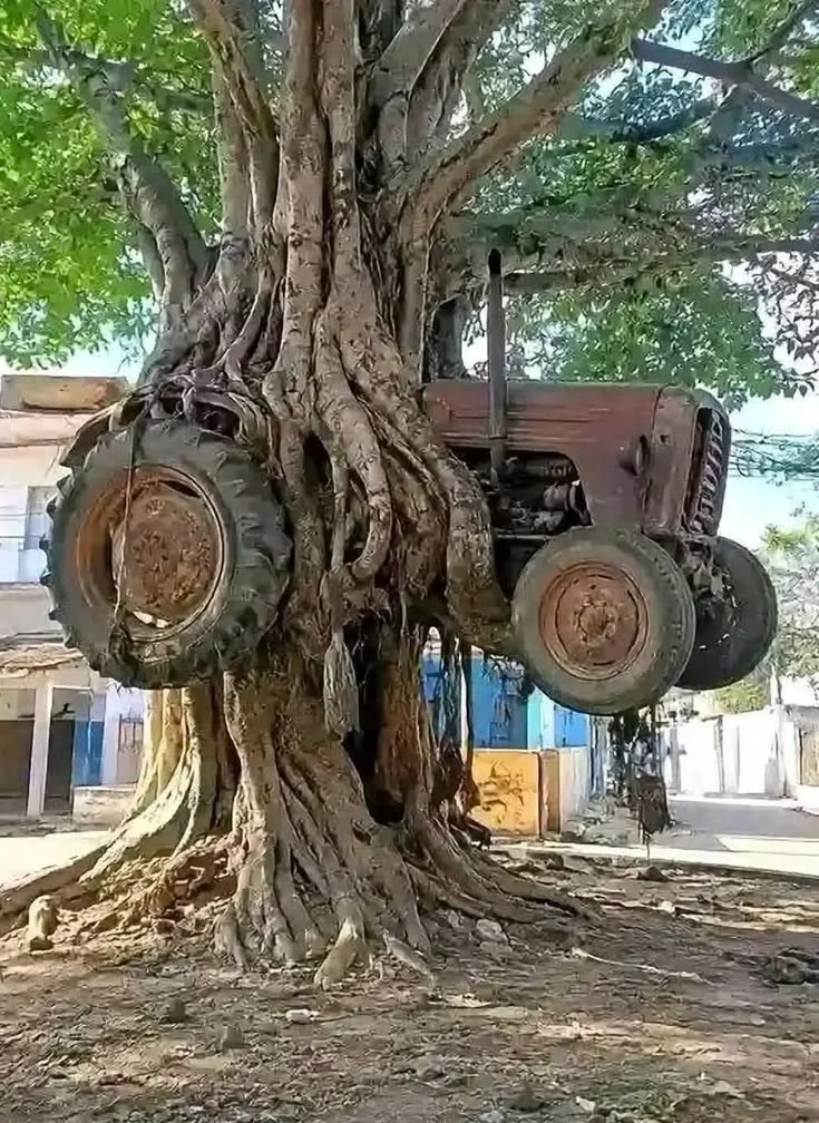 विशाल बरगद के पेड़ की मजबूत लटकती जड़ों के बीच हवा में फंसा हुआ पुराना ट्रैक्टर