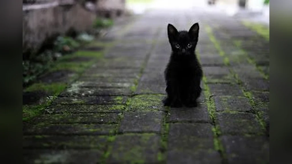 प्रेरक प्रसंग: ‘बिल्ली ने रास्ता काट दिया’ | Billi ne rasta kaat diya