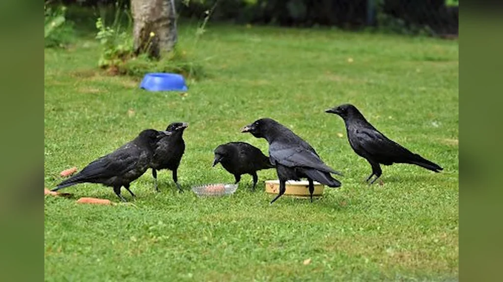 crow-fed-on-paternal-side