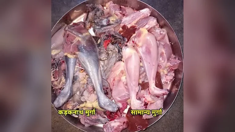 कड़कनाथ मुर्गा की जानकारी | Kadaknath murga in hindi