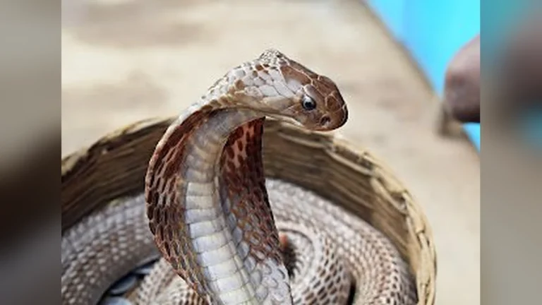 nag panchami why not feed milk snakes