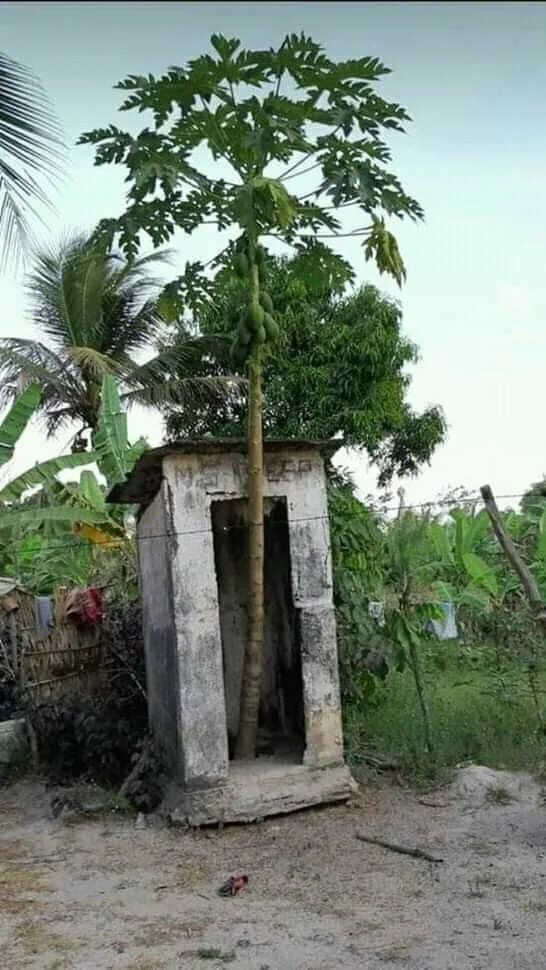 कंक्रीट के छोटे पुराने टॉयलेट की छत फाड़कर बाहर निकला फलों से लदा पपीता