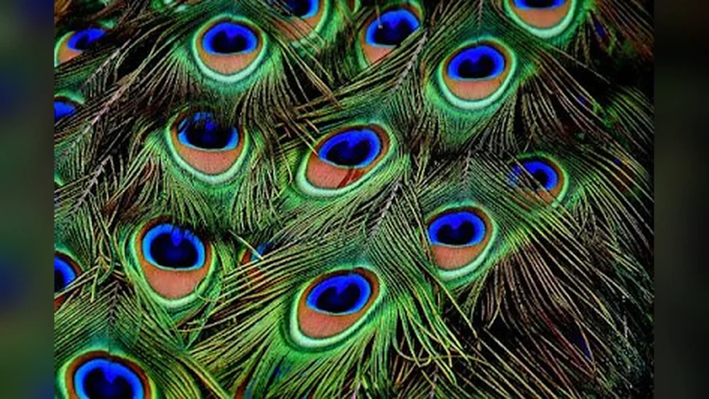 घर में मोर पंख लगाने के ये फायदे नहीं जानते होंगे आप | You do not know the advantages of applying ‘peacock feather’ in the house
